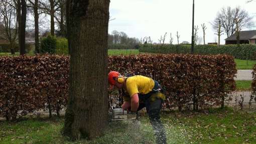 Bomen rooien Zuiddorpe